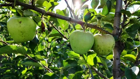 Young apple orchard. Stock Footage 317509505