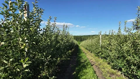 Young apple orchard. Stock Footage 331651206