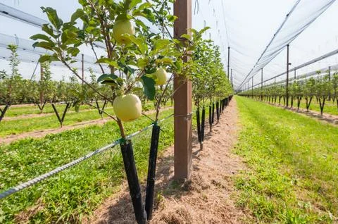 Young apple orchard. Stock Photos