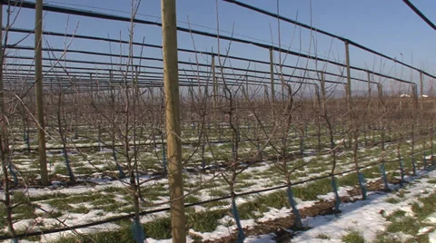 Young apple orchard in winter Vídeo Stock 36992901