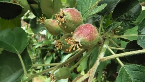 Young apple ripening on the tree Stock Footage 143965020