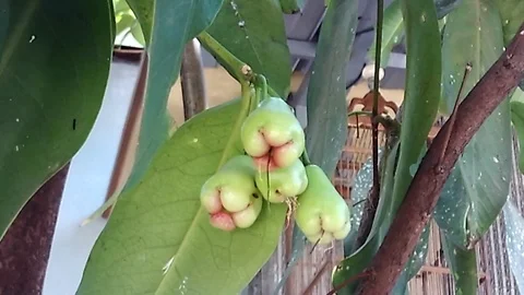 Young apple rose fruit on the tree Stock Footage 119810972