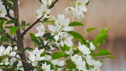Young Apple Tree and White Flowers Sway in the Wind Slow Mo Stock Footage 316952964