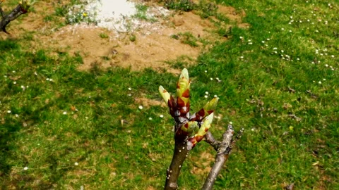 A young apple tree bud during spring day Видео 140435673