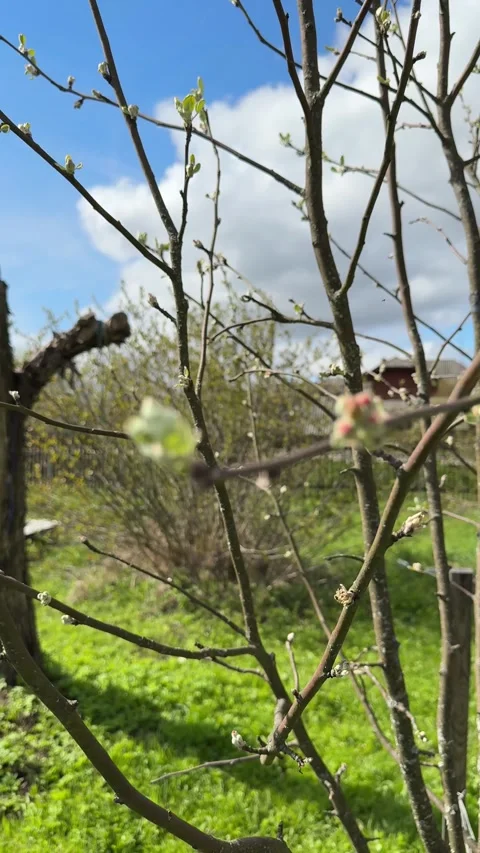 Young apple tree buds bloom in a village garden Stock Footage 308879666
