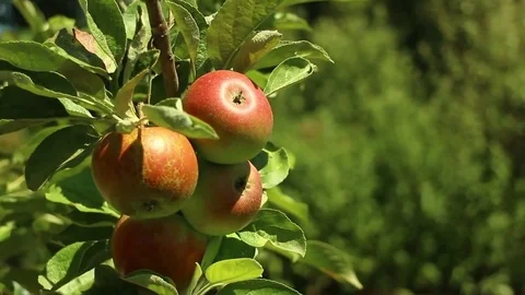Young Apple Tree Close Up Stock Footage 72542407