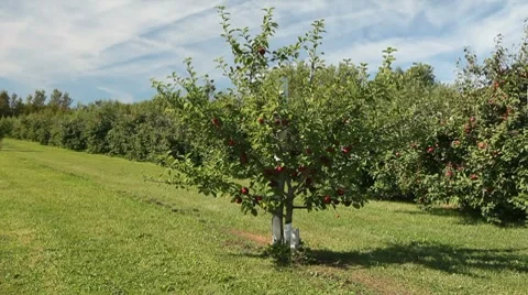 Young Apple Tree Stock Footage 8763880