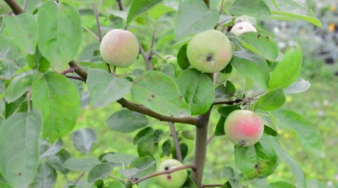 Young apple tree 動画素材 51727019