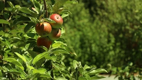 Young Apple Tree Stock Footage 72542733