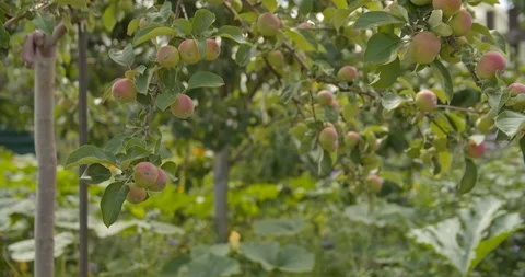 Young apple tree Stock Footage 112950641