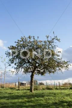 Young apple tree Stock Photos