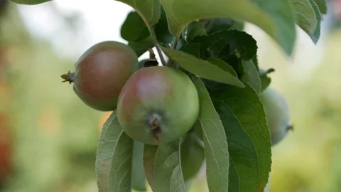 Young apple on the tree. Ripe apple on a tree. Apple tree. Juicy apple on the Video stock 100709959