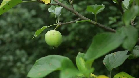 Young apple on the tree. Ripe apple on a tree. Juicy apple on the tree branch Stock Footage 113278980