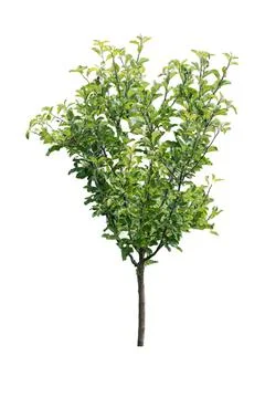 Young apple tree sapling morphology isolated white background foliage Stock Photos