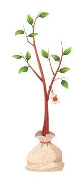 Young Apple Tree Sapling with Roots in Burlap Sack. Fruit Tree Seedling for.. Stock Illustration