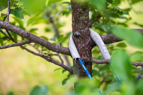 Young apple tree staked with wire and garden hose for support. Stock Photos