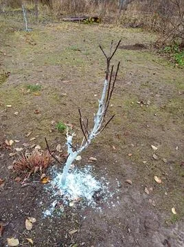 Young apple tree with whitewashed trunk in the garden Stock Photos