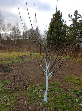 Young apple tree with whitewashed trunk against the background of cedars Stock Photos