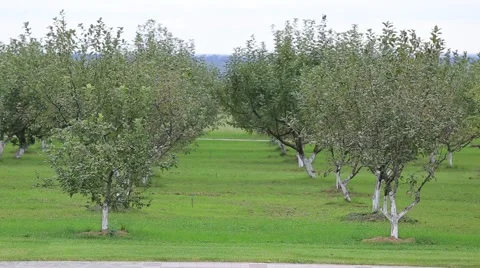 Young apple trees Even without fruit Stock-Footage 68112551