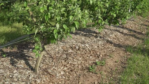 Young Apple Trees Growing in Row Mulched with Wood Chips Stock Footage 346790379
