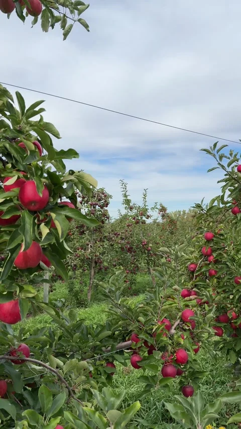 Young apple trees heavy with ripe red apples on an orchard trellis Stock Footage 346495109
