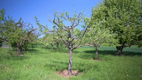 Young apple trees on a meadow in spring Stock Footage 130364589