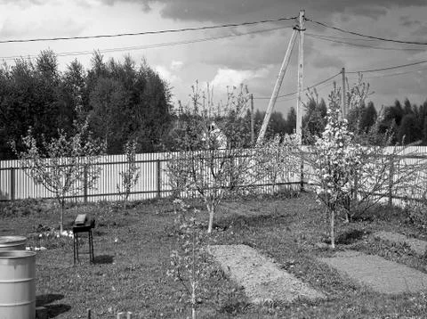 Young Apple trees on a summer plot in the spring Stock Photos