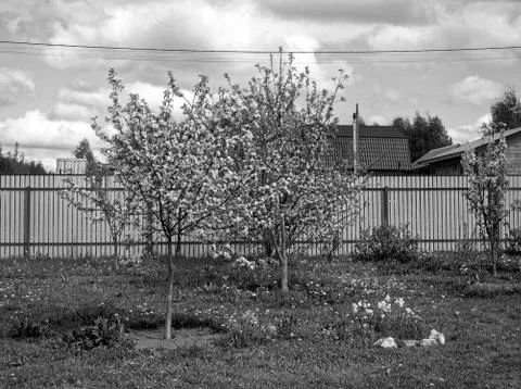 Young Apple trees on a summer plot in the spring Stock Photos