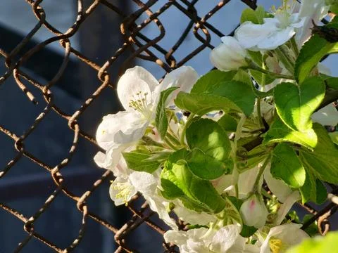 Young Apples and Fresh Spring Foliage Stock Photos