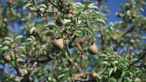 Young apples and pears on branches in the sunshine Stock Footage 141885666