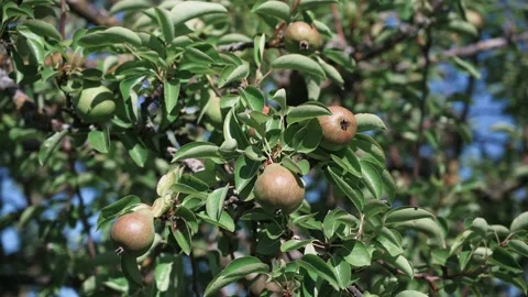 Young apples and pears on branches in the sunshine Stock Footage 141885792
