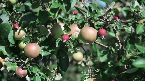 Young apples and pears on branches in the sunshine Stock Footage 141885852