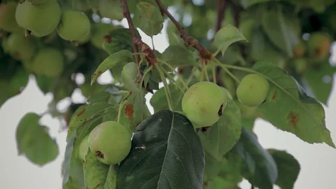 Young apples on apple three Stock Footage 91187826