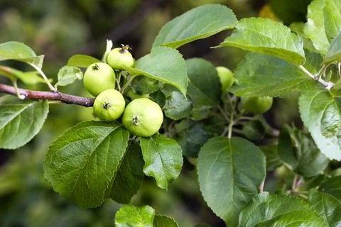 Young apples on the apple tree Stock Photos