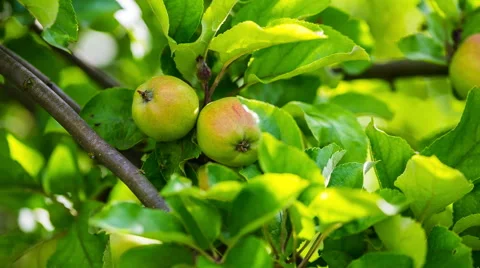 Young apples on branch close up. 库存影片 58696486