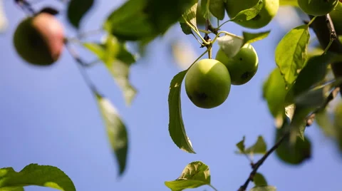 Young apples on branch close up. 库存影片 58740774