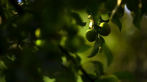 Young apples on branch close up. Stock Footage 58742930