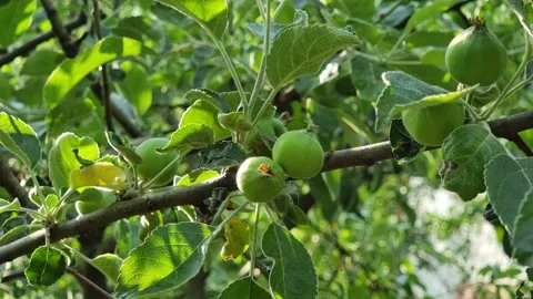 Young apples developing on a tree branch in a lush orchard 動画素材 295347608
