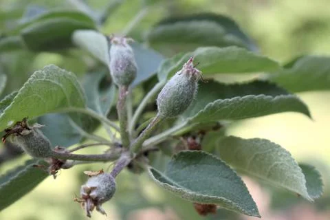 Young apples growing on apple tree in may Stock Photos