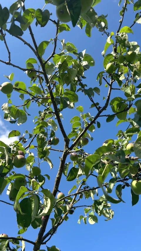 Young apples growing on tree branches against clear blue sky in summer orchard.  Stock Footage 338995724