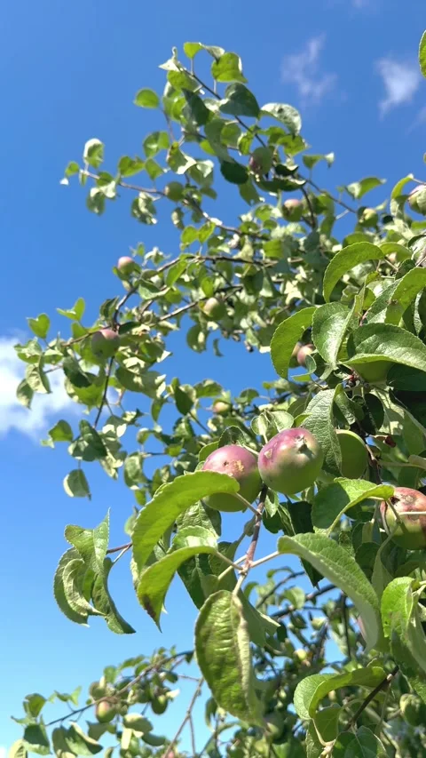 Young apples growing on tree branches against blue summer sky. The video represe Stock Footage 339012616