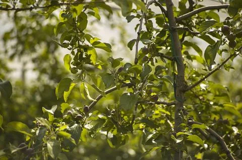 Young apples growing on tree branches in an orchard Stock Photos