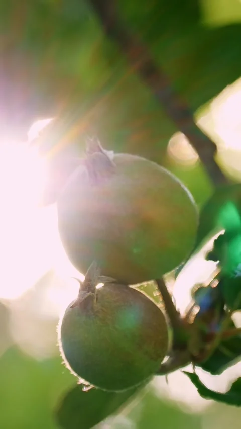 Young Apples Hanging on a Tree Branch in Summer Video stock 310702484