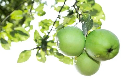 Young apples Stock Photos