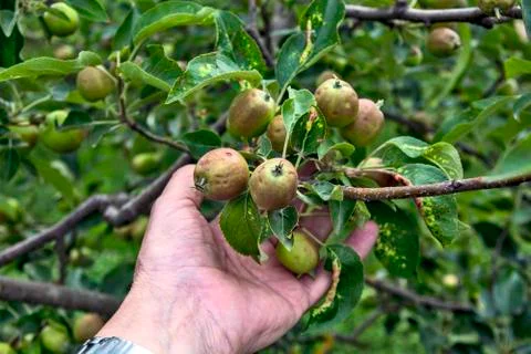 Young apples Stock Photos