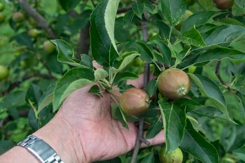 Young apples Stock Photos