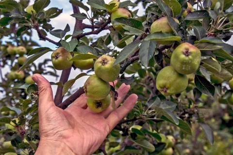 Young apples Stock Photos