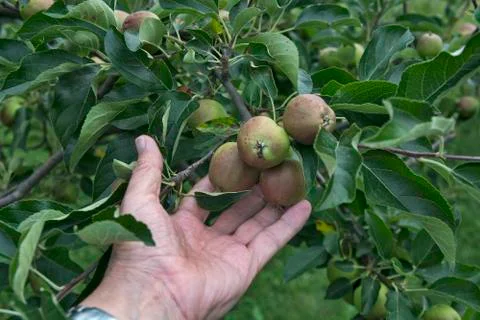 Young apples Stock Photos