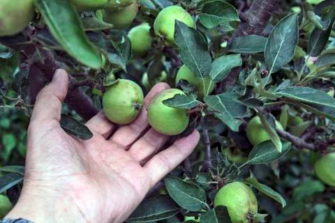 Young apples Stock Photos