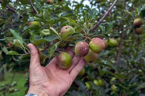 Young apples Stock Photos